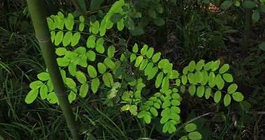 小树林中植物实景拍摄视频的预览图